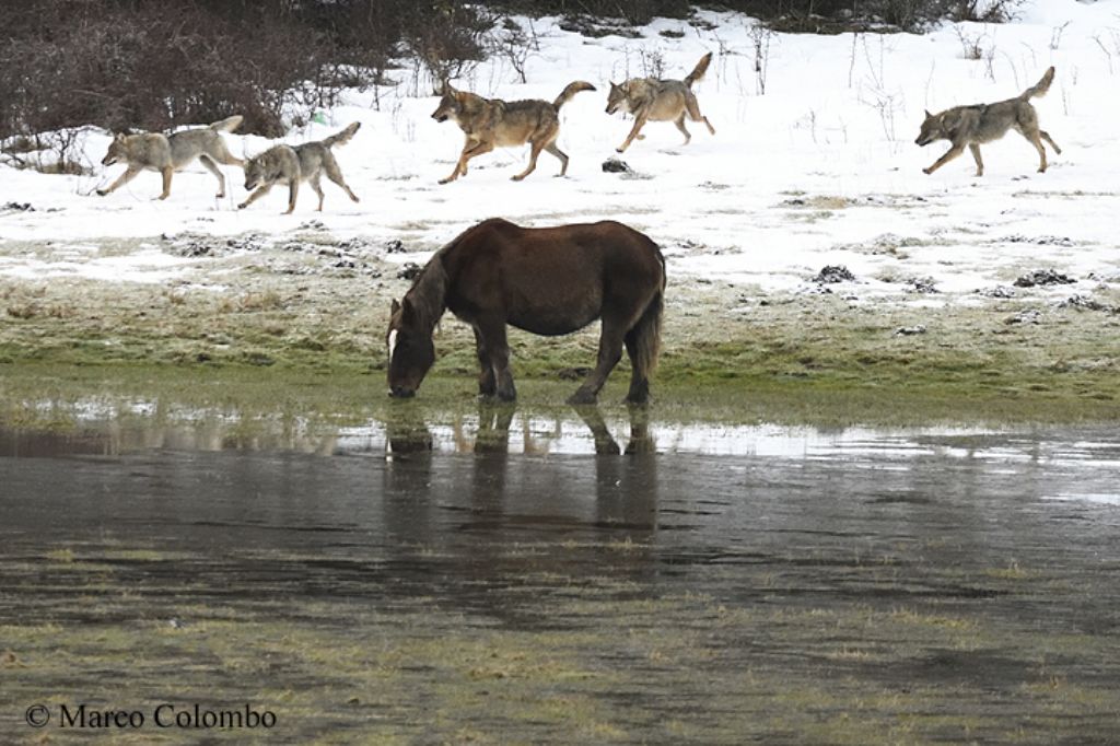 Inseguimento tra branchi di lupo appenninico (Canis lupus italicus)